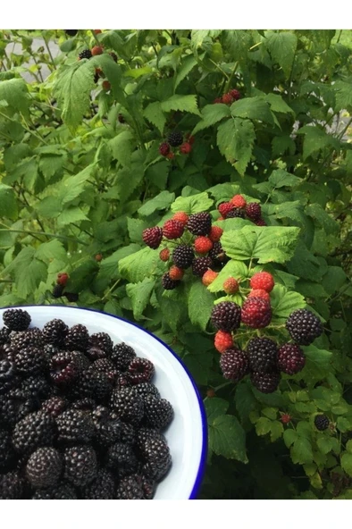 Dikensiz Jumbo Böğürtlen Fidanı 30-60 cm ürün görseli 1