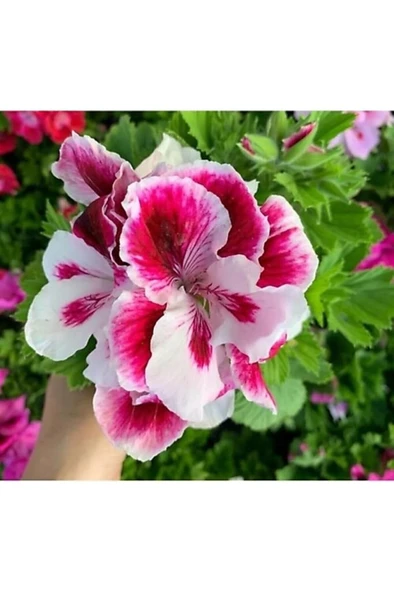 Pembe Renkli Ceylan Gözü Canlı Çiçek 10-20 cm - Resim 2