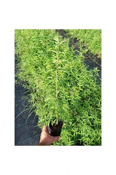 Limon Çiçeği Melisa Fidanı 10-20 cm ürün görseli 1