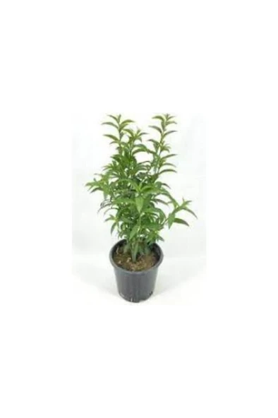 Melisa Fidanı Parfüm Çiçeği Fidanı Perfume Flower Seedling 10-30 cm ürün görseli 1