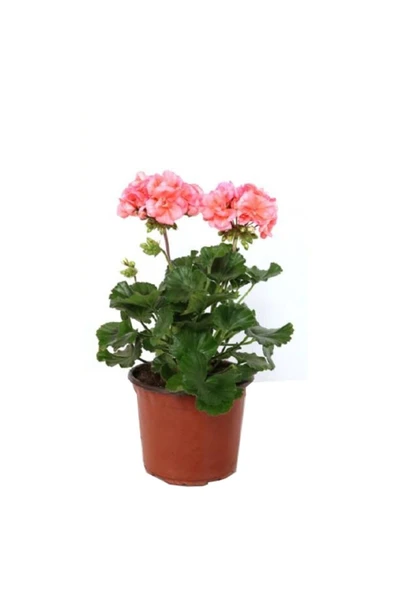 Pembe Renkli Ceylan Gözü Canlı Çiçek 10-20 cm ürün görseli 1