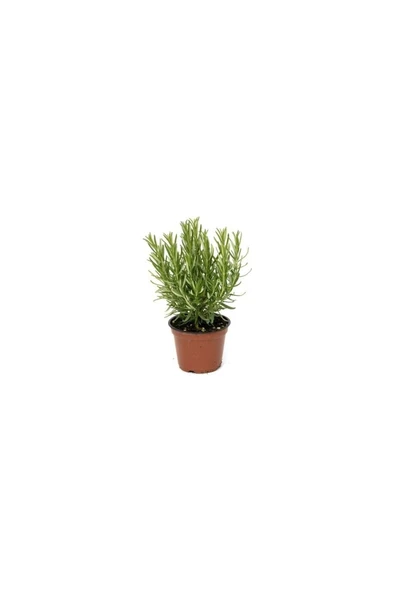 Biberiye Fidanı 10-20 cm - Resim 2