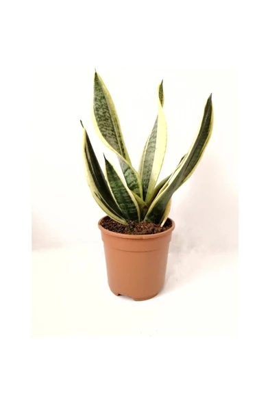 Sarı Çizgili Paşa Kılıcı Sansevieria 10-20 cm ürün görseli 1