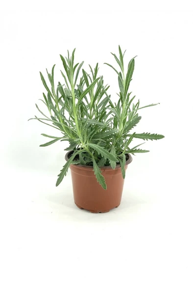 Lavender Seedling Lavanta Fidanı Fidesi 2 Adet 15-25 cm Intermedia ürün görseli 1