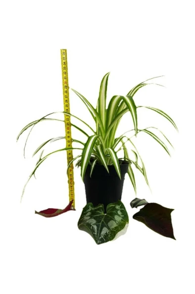 Chlorophytum Comosum Kurdele Çiçeği 10-20 cm ürün görseli 1