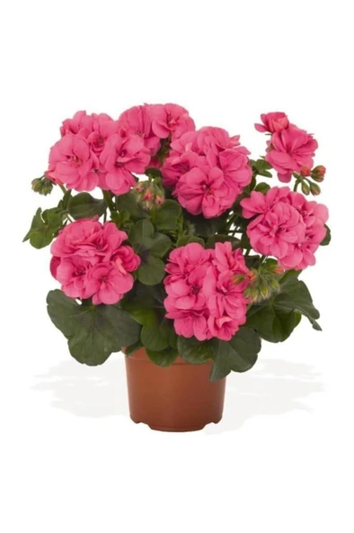 Açık Pembe Yavruağzı Sardunya Çiçeği 10-20 Cm ürün görseli 1