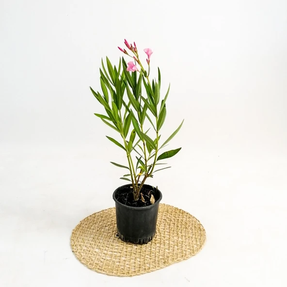 Beyaz Çiçekli Zakkum Fidanı 30-60 cm ürün görseli 1