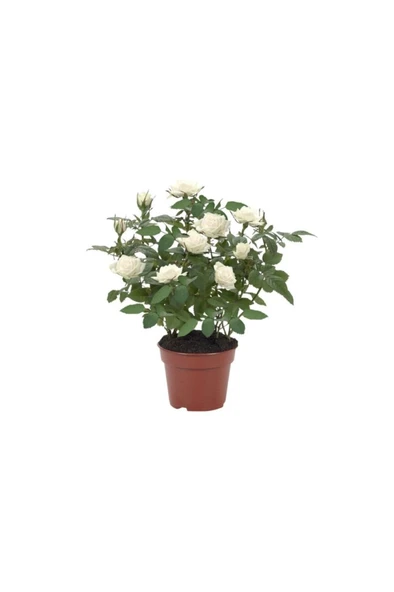 Sarı Gül Fidanı Saksılı Beyaz 10-20 cm ürün görseli 1