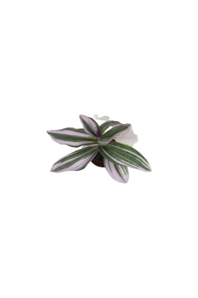 Telgraf Çiçeği Tradescantia Nanouk 10-20 cm ürün görseli 1