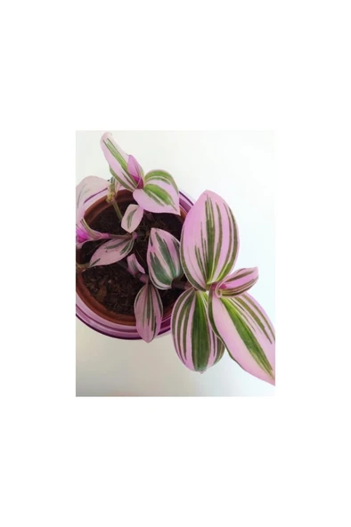 Telgraf Çiçeği Nanouk Telgraf Çiçeği Tradescantia Nanouk - Resim 2