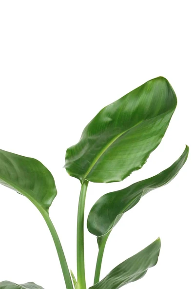 Starliçe Cennet Kuşu Strelitzia 30-40 cm ürün görseli 1