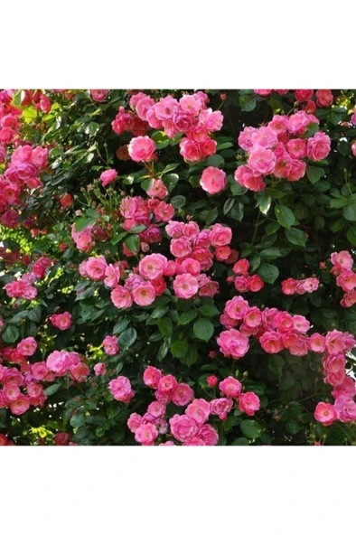 3 Adet Pembe Gül Fidanı Yediveren Sarmaşık Kokulu 10-20 cm ürün görseli 1