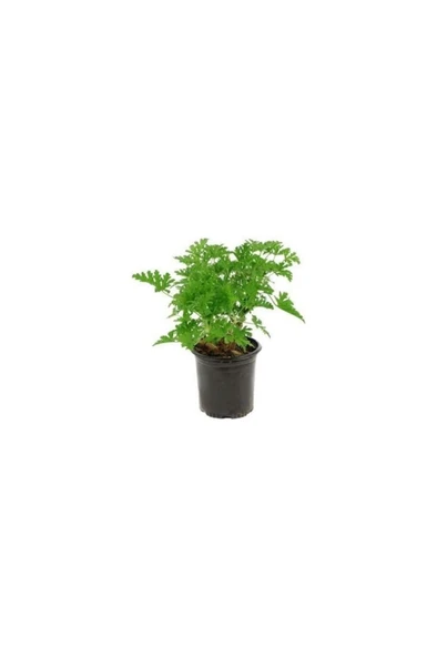 Pelargonium Odoratissimum Itır Bitkisi Orta Boy 10-20 cm ürün görseli 1