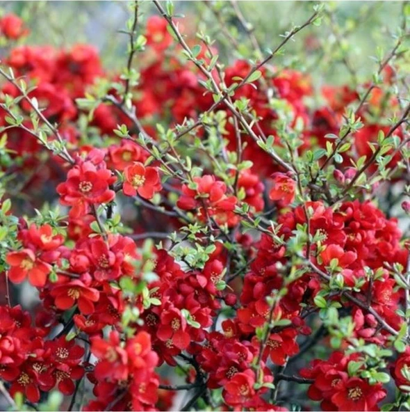 Kırmızı Bahar Dalı Fidanı 20-40 Cm ürün görseli 1