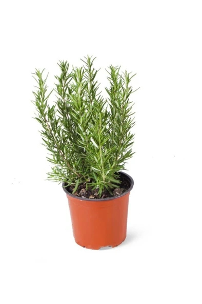 Rosmarinus Officinalis | Biberiye Yeşil Bitki 10-20 cm ürün görseli 1