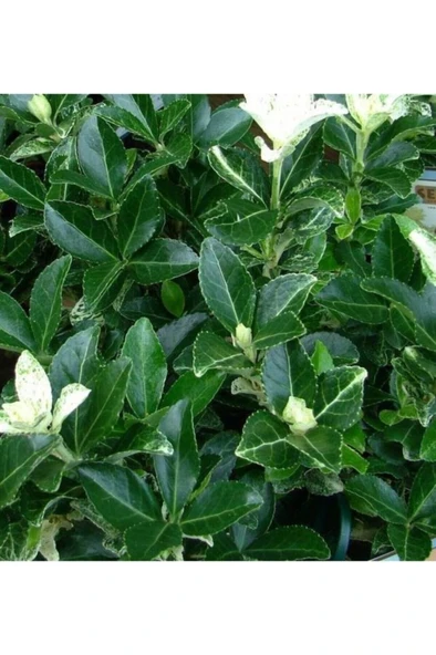 Yeşil Taflan Bitkisi Euonymus Japonica Çok Yıllık Bitki 10-20 cm ürün görseli 1