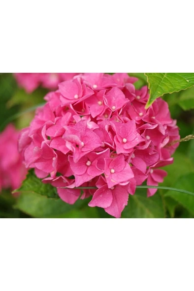 Tüplü Pembe Ortanca Fidanı 10-20 cm ürün görseli 1