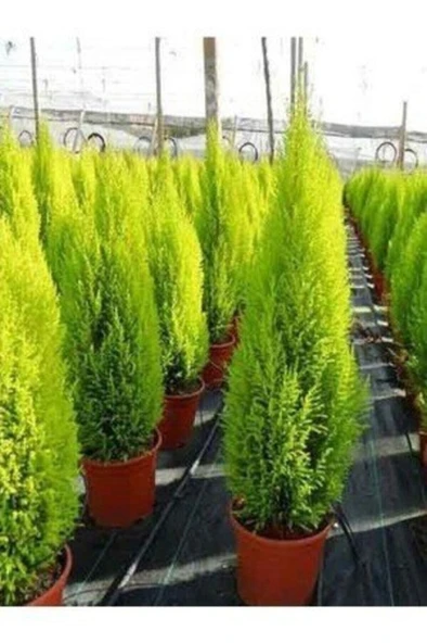 Salon Çamı Limoni Servi Çam Fidanı (14 Lük Saksıda- Boyu 30-40 Cm ) ürün görseli 1