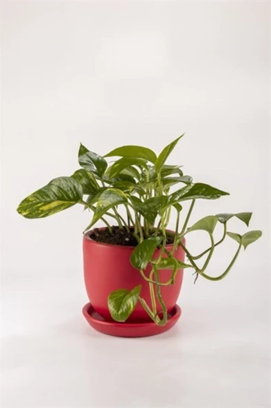 Golden Potos Sarmaşığı Fidanı 10-20 cm ürün görseli 1