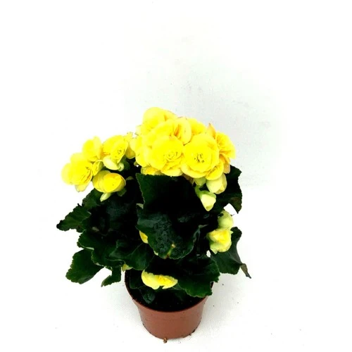 Begonya Çiçeği Fidanı Sarı 10-20 cm ürün görseli 1