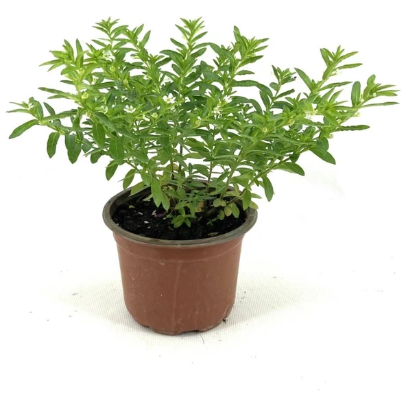 Kufeya Beyaz Çiçekli 20-25 Cm ürün görseli 1