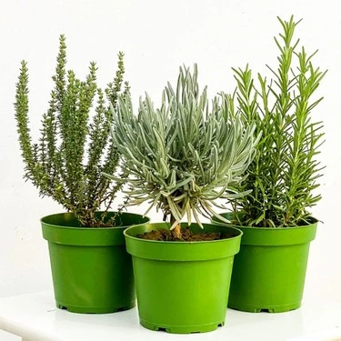 Saksılı Kekik Nane Biberiye Fidanı Üçlü Set 10-20 Cm ürün görseli 1