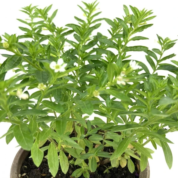 Kufeya Beyaz Çiçekli 20-25 Cm - Resim 2