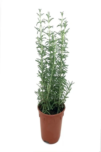 Biberiye Bitkisi (Rosmarinus Officinalis) Saksıda 10-20  cm ürün görseli 1
