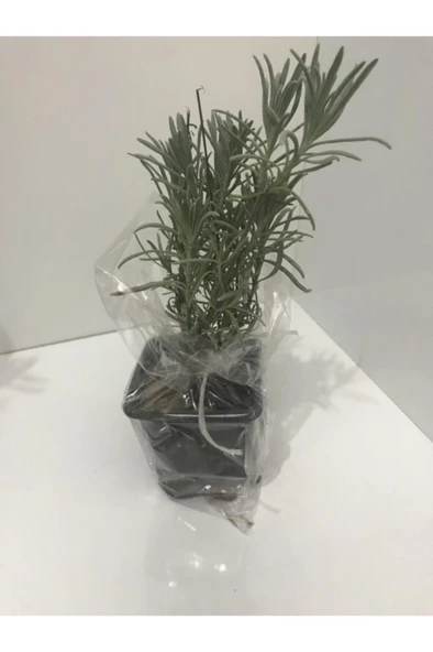 Saksı Tipi Lavanta Fidanı 1 Adet 10-20 Cm Intermedia ürün görseli 1