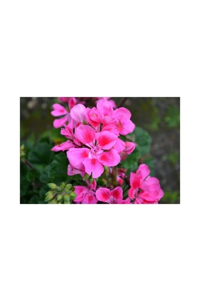 Pembe Sakız Sardunya Çiçeği Fidanı 10-20 cm ürün görseli 1