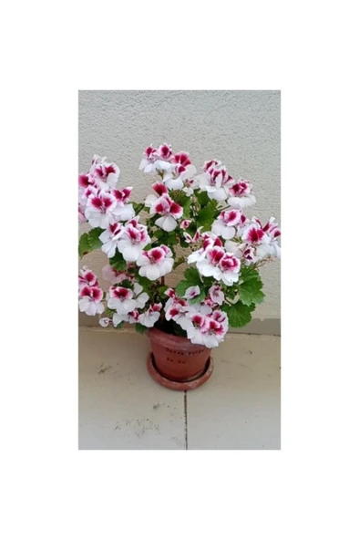 Ceylan Gözlü Sardunya Fide 10-20cm ürün görseli 1