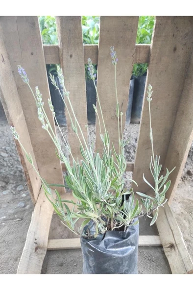 Lavanta Çiçeği Fidanı 10-20  cm ürün görseli 1