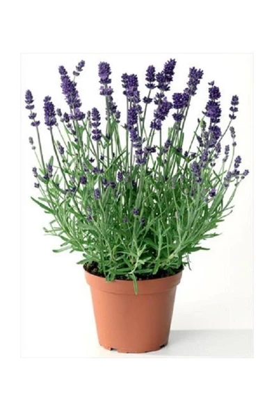 Lavanta Çiçeği Fidanı 10-20  cm ürün görseli 1