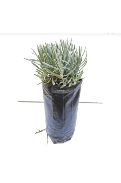 Lavanta Çiçeği Fidanı 10-20  cm ürün görseli 1