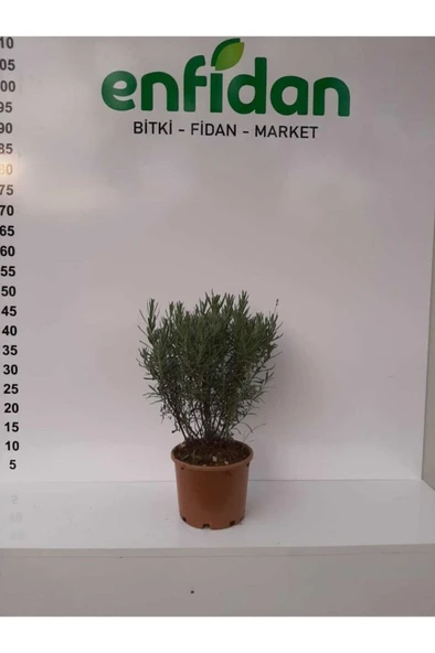 Lavanta Çiçeği Fidanı 10-20  cm 2 Adet ürün görseli 1