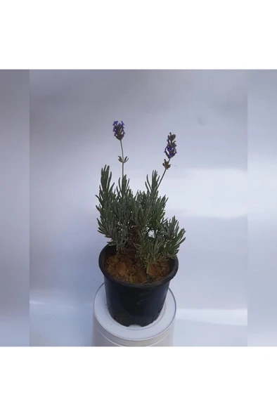 Lavanta Çiçeği Fidanı 10-20  cm ürün görseli 1