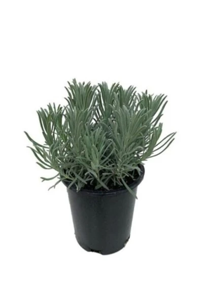 Lavanta Çiçeği Fidanı 10-20  cm - Resim 3