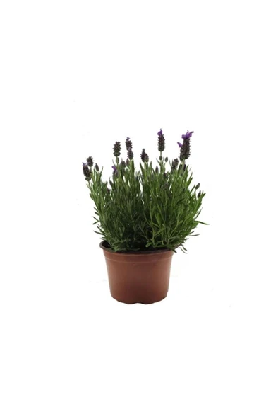Lavanta Çiçeği Fidanı 10-20  cm - Resim 4
