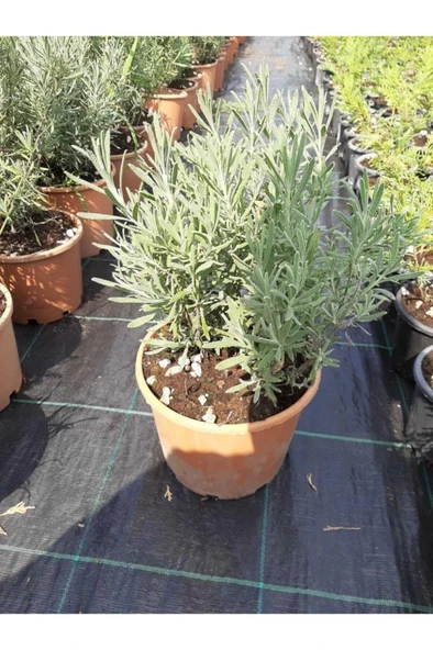 Lavanta Çiçeği Fidanı 10-20  cm 2 Adet ürün görseli 1