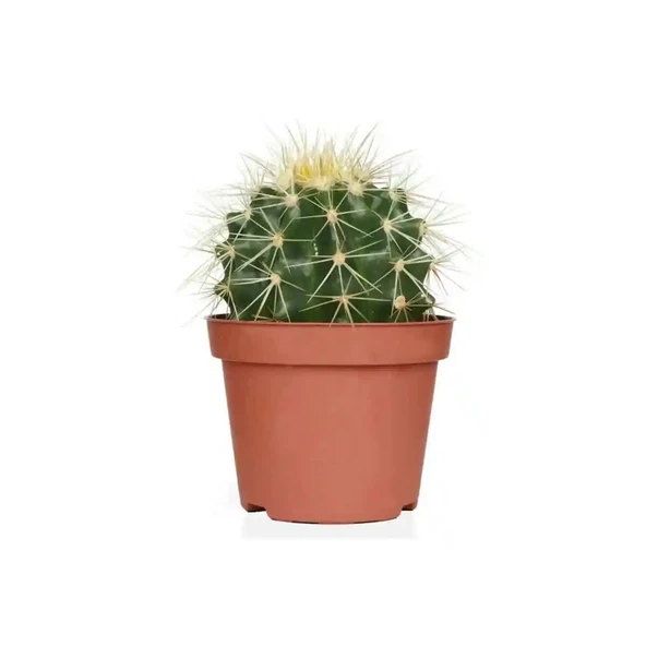 Echinocactus Grusonii Variegata – Altın Fıçı Kaktüs (5,5 Cm Saksıda) ürün görseli 1