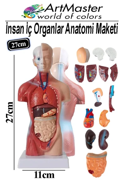 İnsan İç Organları Maketi 27 cm 1 Adet Sök Tak İnsan Anatomi Modeli Tıbbi Model Vücut 15 Parça İnsan İç Organları ürün görseli 1