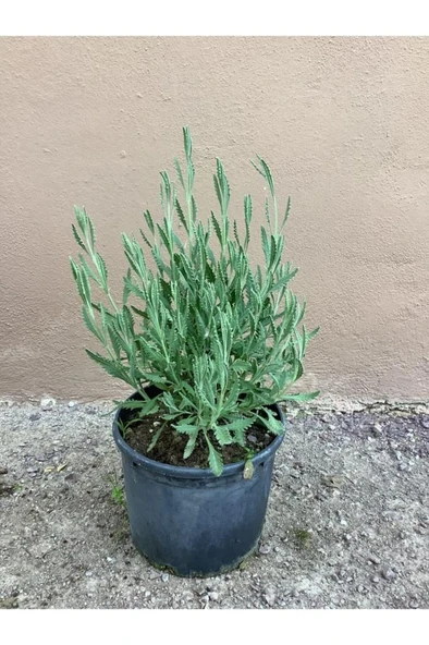 Lavanta Çiçeği Fidanı 10-20  cm ürün görseli 1