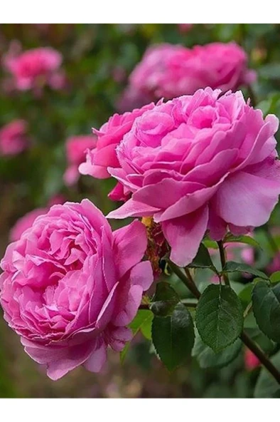 Isparta Gülü Fidesi Rosa Damascena 10-20 cm ürün görseli 1