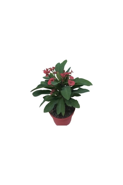 Ebruli Dikenler Tacı Japon Iğnesi Euphorbia Milii 10-20 Cm ürün görseli 1