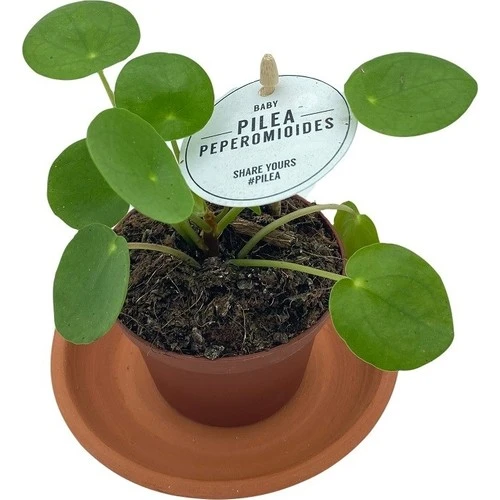 Çin Para Çiçeği Fidanı Baby Pilea 10-20 cm ürün görseli 1