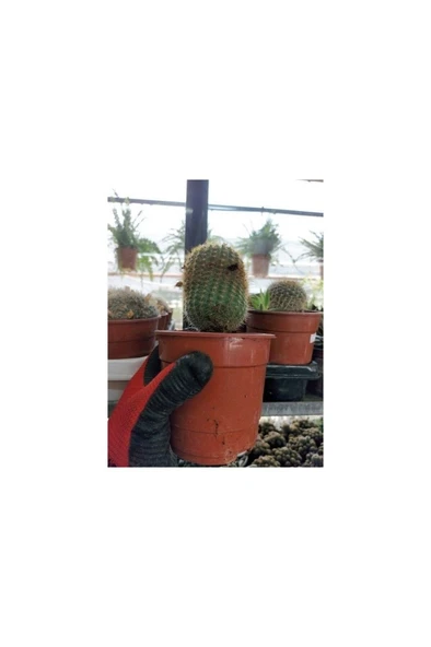 Saksılı Kaynana Topuzu Kaktüs - Echinopsis Oxygona10-20 cm ürün görseli 1