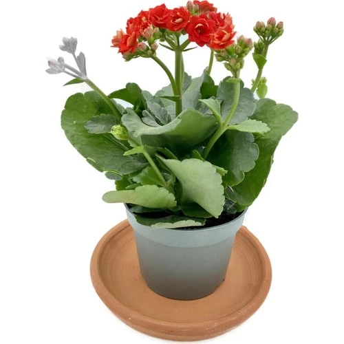 Kalanchoe (Kalanşo) Çiçeği Fidanı Kırmızı 10-20 cm ürün görseli 1
