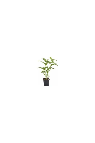 Cestrum Nocturnum Kokulu Melisa Çiçeği (Kolonya Çiçeği) 10-20 cm ürün görseli 1