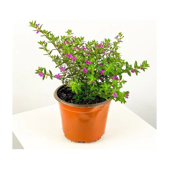 Cuphea Hyssopifolia Kufeya Çiçeği 10-20 cm ürün görseli 1
