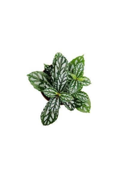 Pilea Cadierei - Karyağdı Çiçeği - Ev Ofis Salon Iç Mekan Bitkisi ürün görseli 1